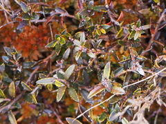 Gaultheria macrostigma