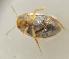 Hydroporinae