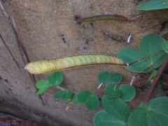 Chamaecrista rotundifolia