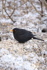 Turdus merula