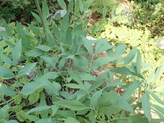 Angelica tomentosa