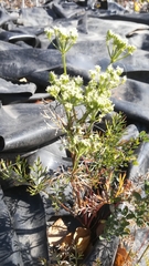 Kitagawia baicalensis