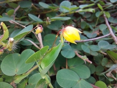 Chamaecrista rotundifolia