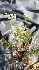 Kitagawia baicalensis