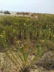 Oenothera glazioviana