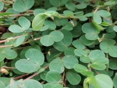 Chamaecrista rotundifolia