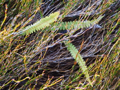 Blechnum penna-marina