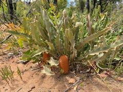 Banksia gardneri