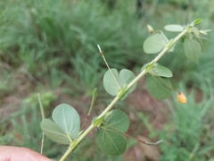 Chamaecrista rotundifolia