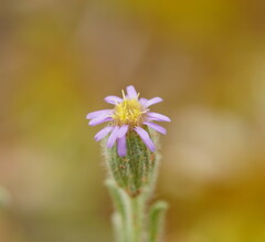 Vittadinia