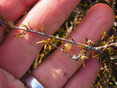 Coprosma elatirioides