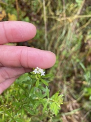 Galium rivale