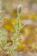 Vittadinia
