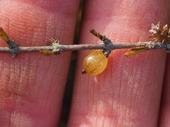 Coprosma elatirioides