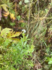 Galium rivale