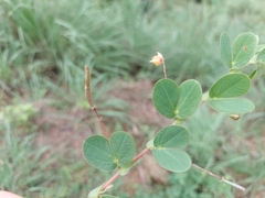 Chamaecrista rotundifolia
