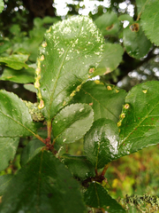 Eriophyes similis