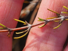 Coprosma elatirioides