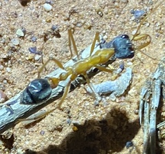 Myrmecia desertorum
