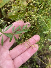 Galium rivale