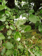Eriophyes similis