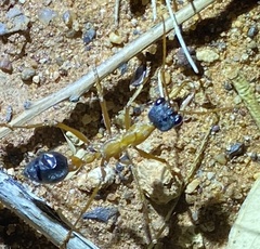 Myrmecia desertorum