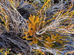 Austrolycopodium fastigiatum