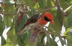 Anaplectes rubriceps