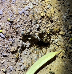 Myrmecia desertorum