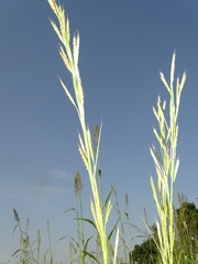 Andropogon gayanus