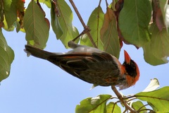 Anaplectes rubriceps