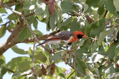 Anaplectes rubriceps