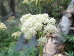 Angelica tomentosa