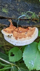 Heterobasidion orientale
