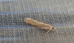 Agriphila trabeatellus