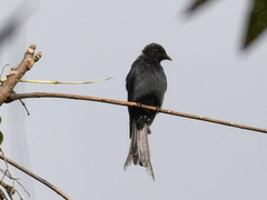 Dicrurus leucophaeus