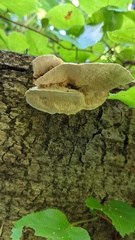 Heterobasidion orientale