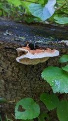 Heterobasidion orientale