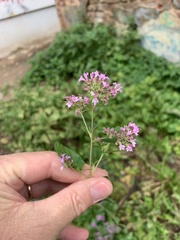 Origanum vulgare