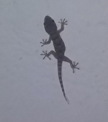 Tarentola mauritanica mauritanica