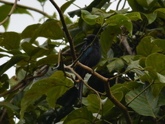 Dicrurus aeneus