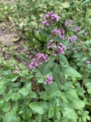 Origanum vulgare
