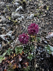 Thymus praecox britannicus