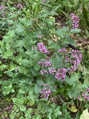 Origanum vulgare