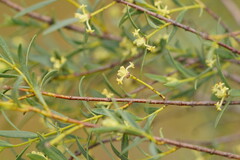 Pimelea microcephala