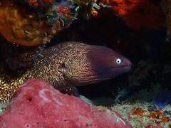 Gymnothorax thyrsoideus