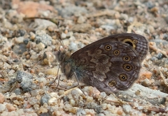 Lasiommata petropolitana
