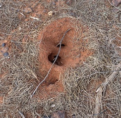 Polyrhachis macropus