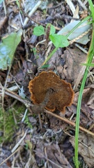 Coltricia cinnamomea