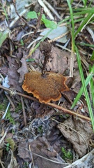 Coltricia cinnamomea